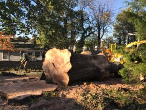 Tree service company removing a large fallen tree trunk from a residential property