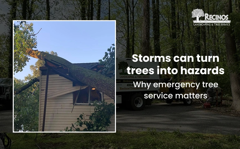 Prevent costly storm damage with professional tree care from Recinos Landscaping & Tree Service.