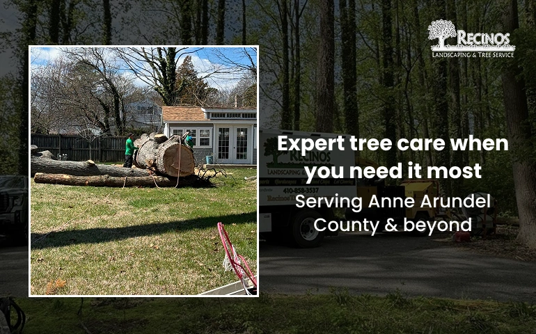 Protect your property with expert tree services in Edgewater from Recinos Landscaping & Tree Service.