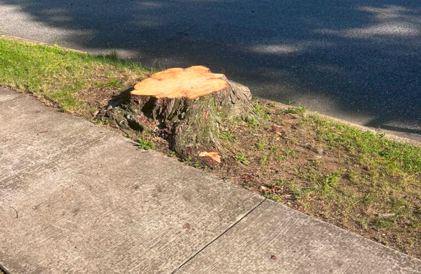 How Tree Stump Removal Can Increase Property Value and Improve Safety