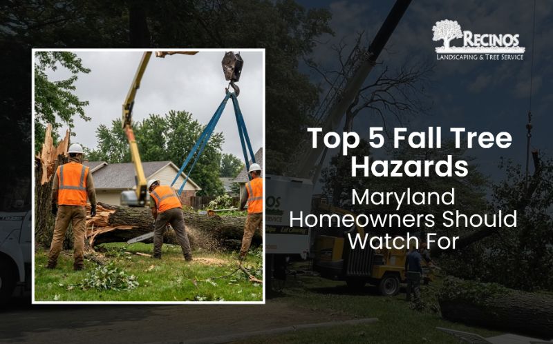Top 5 Fall Tree Hazards Maryland Homeowners Should Watch For
